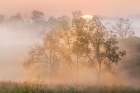 Foggy sunrise, Oldham County, Kentucky Art Print